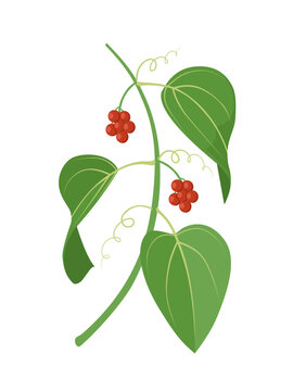 Vector illustration, sarsaparilla leaf with berries, isolated on white background.