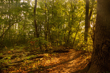Sonnenaufgang in der schwechater Au bei Tribuswinkel in Niederösterreich