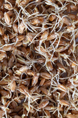 Sprouted wheat covered with mold and fungi