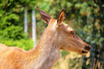 Hirschkuh im Portrait