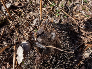 Close-up shot of the adult European hedgehog (Erinaceus europaeus) among dry grass in spring awaken after winter. Beautiful animal and forest scenery