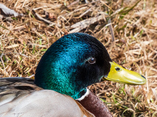 Close-up of adult, breeding male mallard or wild duck (Anas platyrhynchos) with a glossy bottle-green head and a white collar. Portrait of bird head and eye in sunlight