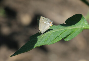 Blauer Eichen-Zipfelfalter - Purple hairstreak