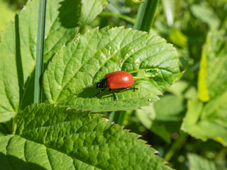 Red, round and ladybird-like broad-shouldered leaf beetle (Chrysomela populi) sitting on green leaf among green vegetation in sunlight