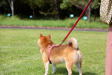 公園を散歩する柴犬