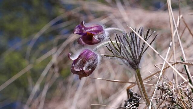 common pasqueflower hairy plant move in wind, deep violet flower bloom in old dry grass field, tender inflorescence enjoy warm direct sunlight in blue sky, beauty of nature, blurred background