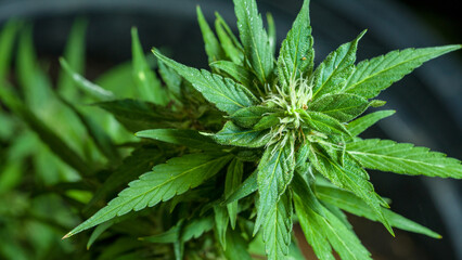 close up details of the balance of marijuana flowers..trichomes substances are often found in inflorescences. .Trichomes Marijuana begins to increase.. Cannabis plant. Cannabis medicine leaf.