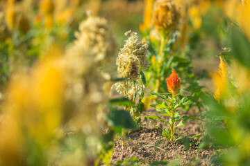 咲き始めた鶏頭の花