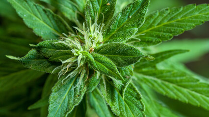 Cannabis flowering seeds. Sativa hemp bushes. Growing CBD Cannabis..Dark background with hemp leaves. Healthcare with medical cannabis..Weed cultivation. Cannabis plant. Cannabis medicine leaf..