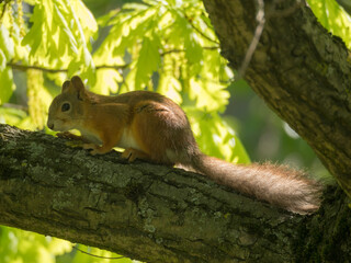 portrait of a squirrel