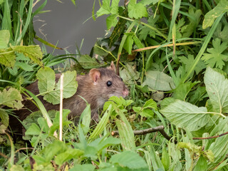 Naklejka na ściany i meble Close-up shot of the Common rat (Rattus norvegicus) with dark grey and brown fur in the grass