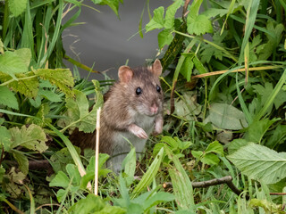 Close-up shot of the Common rat (Rattus norvegicus) with dark grey and brown fur standing on back paws in the grass