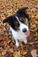 Border Collie im Herbst