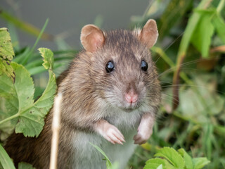 Close-up shot of the Common rat (Rattus norvegicus) with dark grey and brown fur standing on back paws in the grass