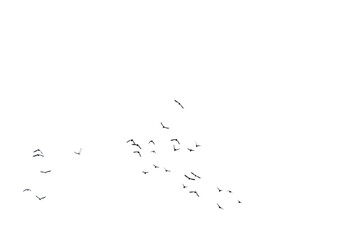 Fototapeta A group of doves flying in the sky, in png transparent obraz