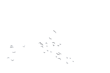 A  swarm, group of doves flying in the sky, isolated in png transparent