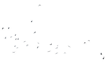 A group of doves flying in the sky, in png transparent - obrazy, fototapety, plakaty