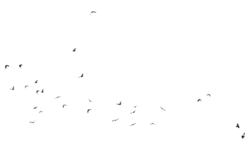 A swarm, group of doves flying in the sky, isolated  in png transparent