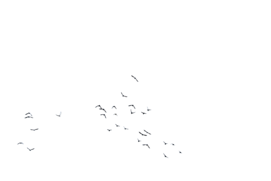 A  swarm, group of doves flying in the sky, isolated in png transparent