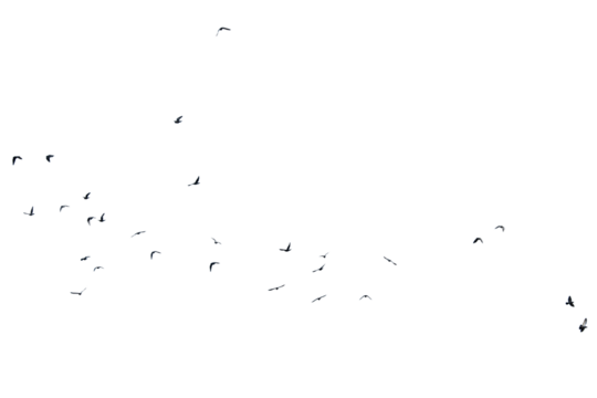 A swarm, group of doves flying in the sky, isolated  in png transparent