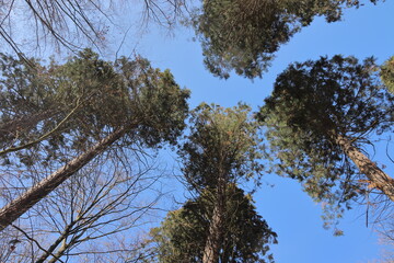 Mammutbäume, Baumkronen