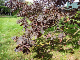 Rare purple leaved cultivar of English oak (Quercus robur) 'Timuki' in summer at Latvian National Botanic Garden. It keeps it purple color all season