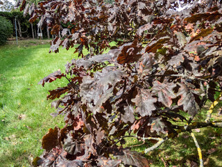 Rare purple leaved cultivar of English oak (Quercus robur) 'Timuki' in summer at Latvian National Botanic Garden. It keeps it purple color all season