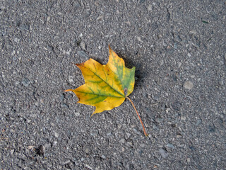 Close-up shot of a maple leaf on the ground in autumn. Maple leaf changing colours from green to yellow, orange, red and brown