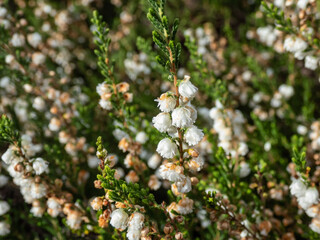 Macro of the Heather (Calluna vulgaris) Alba plena with mid-green foliage and double white flowers from August to October