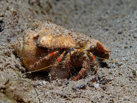 Hairy hermit crab, Haariger Einsiedlerkrebs