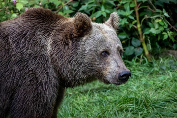 Braunbär in freier Bahn