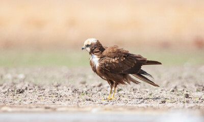 Western Marsh Harrier (Circus aeruginosus) is  a predator that usually feeds on small birds on the shores of swamps and lakes.