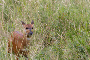 The sitatunga is a rare swamp-dwelling antelope,Odense zoo,Scandinavia,Europe