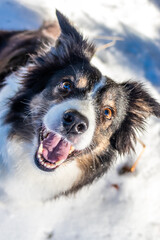 Border Collie im Schnee, Lachend