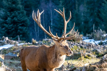 Hirsch in freier Bahn