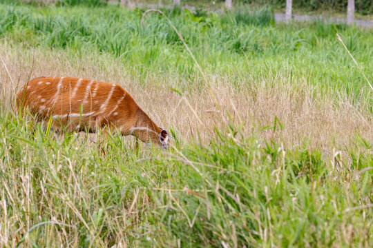 The sitatunga is a rare swamp-dwelling antelope,Odense zoo,Scandinavia,Europe
