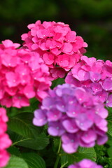 雨に濡れて咲く