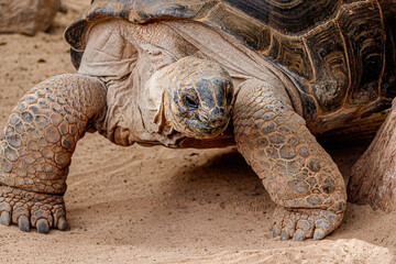 Schildkröte, wildes Tier in Spanien