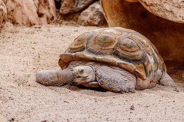 Schildkröte, wildes Tier in Spanien