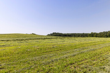Fototapeta na wymiar Mowing grass for harvesting and feeding cattle
