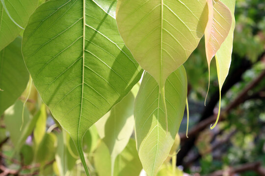 young soft and pink Bodhi tree leaves growing in spring time before vesak day.