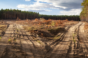 MIejsce po wyciętym fragmencie lasu , przed uprzątnięciem i zasadzeniem nowego drzewostanu