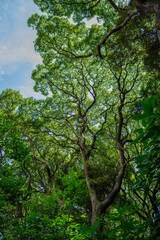 明治神宮の杜と樹木