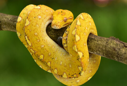 The green tree python, Morelia viridis is a species of snake in the family Pythonidae. The species is native to Papua and some islands in Indonesia