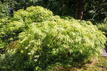 Japanese maple in a zen garden
