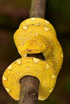 The green tree python, Morelia viridis is a species of snake in the family Pythonidae. The species is native to Papua and some islands in Indonesia