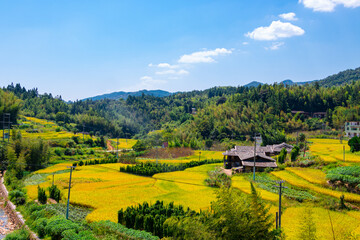 Obraz premium rice field in the mountains