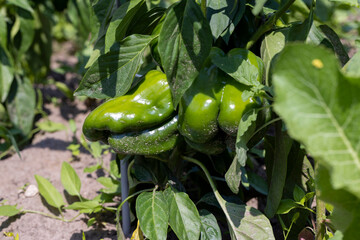 green peppers on a flying field