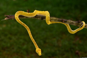 The green tree python, Morelia viridis is a species of snake in the family Pythonidae. The species is native to Papua and some islands in Indonesia