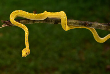 Snake hiss, The green tree python, Morelia viridis is a species of snake in the family Pythonidae. The species is native to Papua and some islands in Indonesia